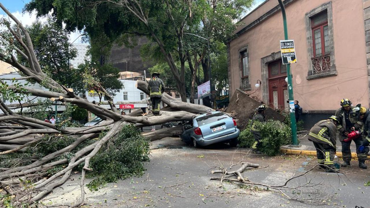 Enorme árbol cae sobre auto en la colonia Juárez