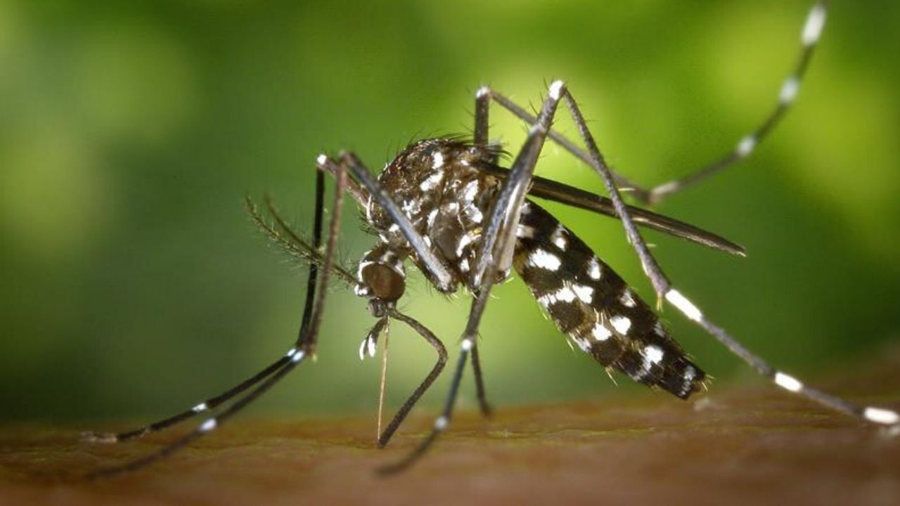 Aumentan casos de dengue en Quintana Roo: Última muerte, un niño de seis años