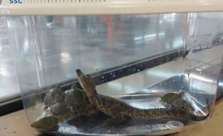 Rescatan a un caiman y tortugas en el Metro Rosario de la Linea 7