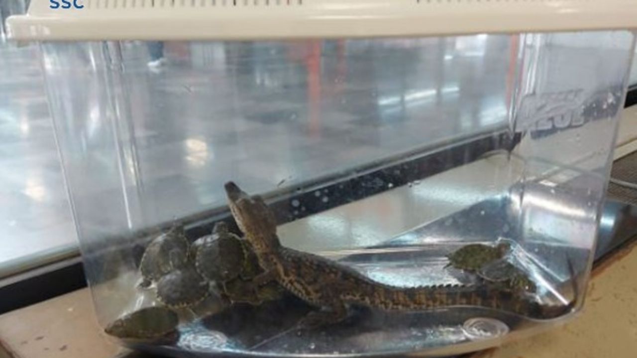 Rescatan a un caimán y tortugas en el Metro Rosario de la Línea 7