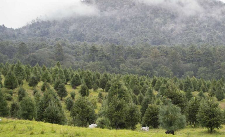 donde comprar tu arbol de navidad natural cerca de cdmx