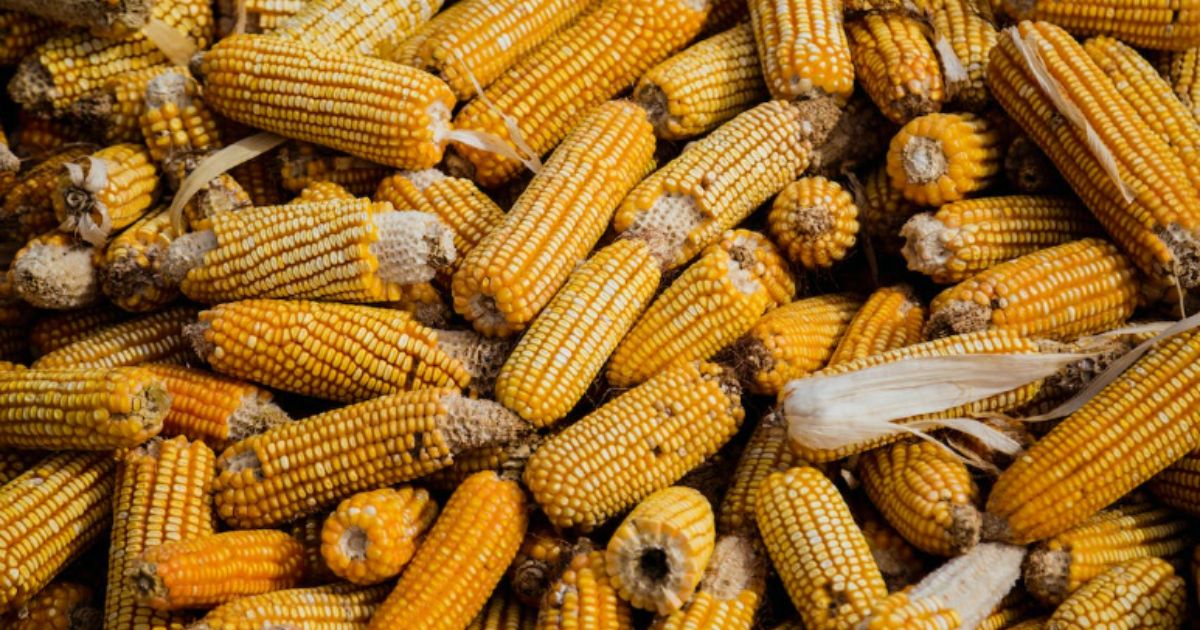 Importación de maíz podría ser afectado por cierre de cruces ferroviarios con EUA