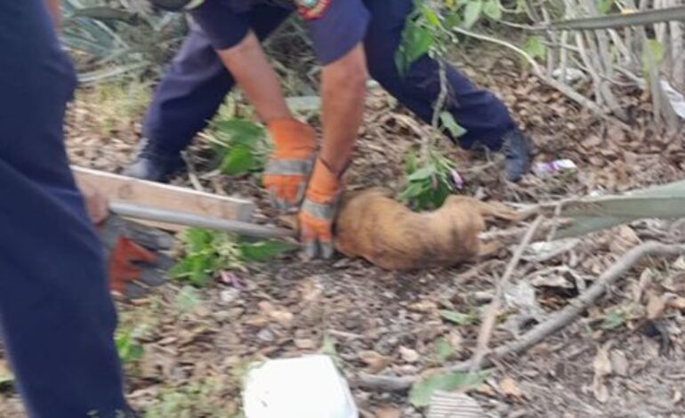 Rescatan a perrito tras quedar atrapado entre plantas de agave en Yucatan