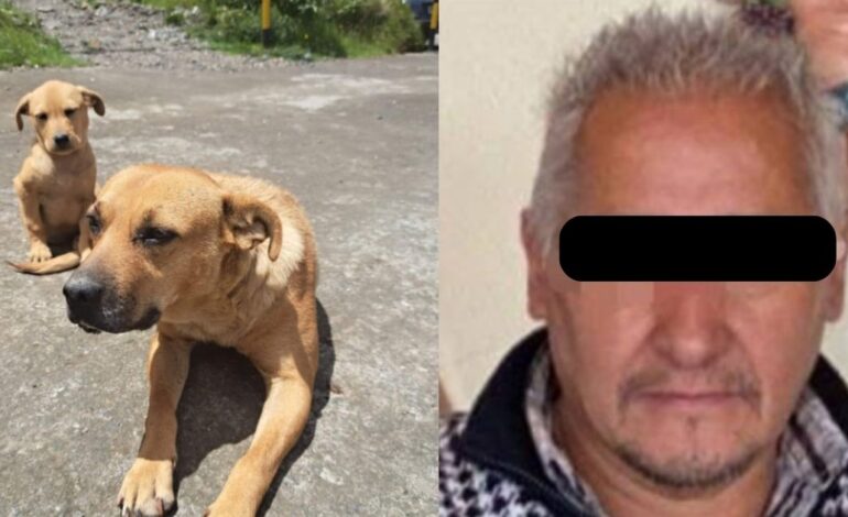 Sentencia a funcionario que envenenó a 8 perritos en Hidalgo