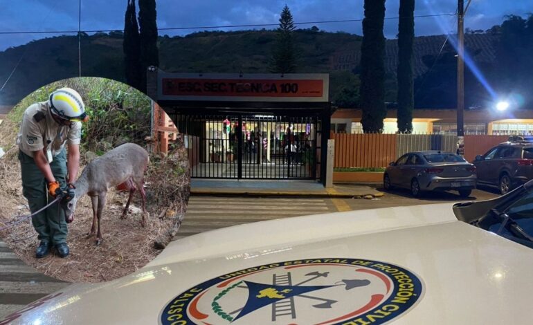 Rescatan a venado herido en una secundaria en Cd. Guzmán, Jalisco