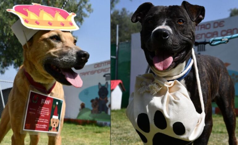 Perritos rescatados del metro llevarán cartas a Santa Claus y los Reyes Magos