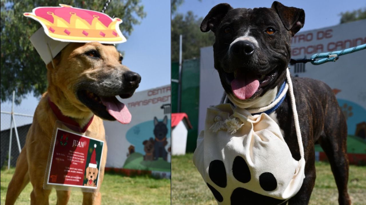 Perritos rescatados del metro llevarán cartas a Santa Claus y los Reyes Magos