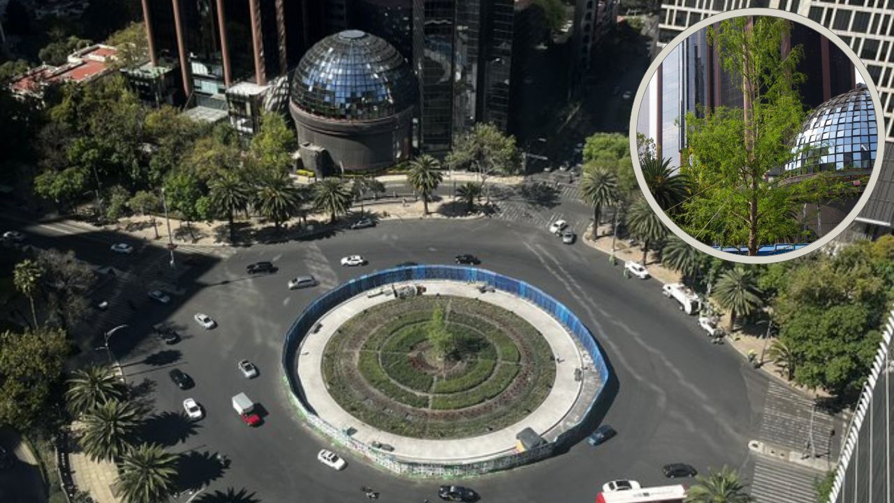 El ahuehuete de Reforma “más verde que nunca en pleno invierno”, presume Batres