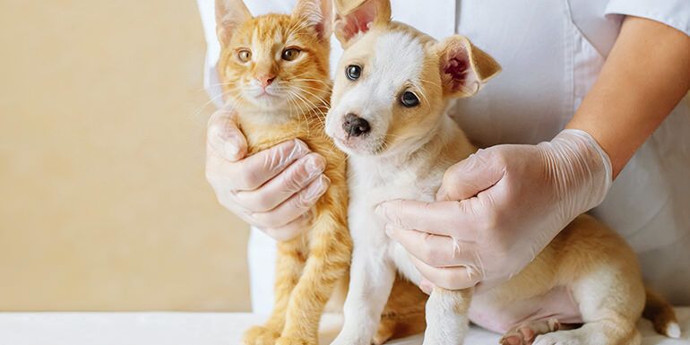 enfermedades no esterilizar mascota