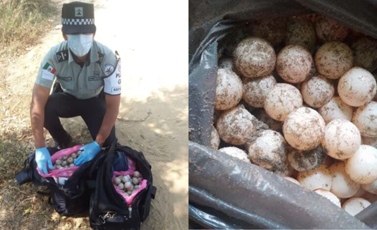 Arrestan a hombre con 30 mil huevos de tortuga en Oaxaca