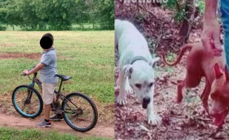 Nino habria perdido su ojo tras ataque de perros en Pochutla Oaxaca