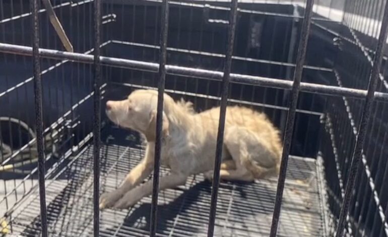 Rescatan a perrito atrapado de un pozo en Nuevo Leon