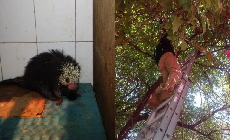 Rescatan a puercoespín atrapado en la copa de un árbol en la Venustiano Carranza