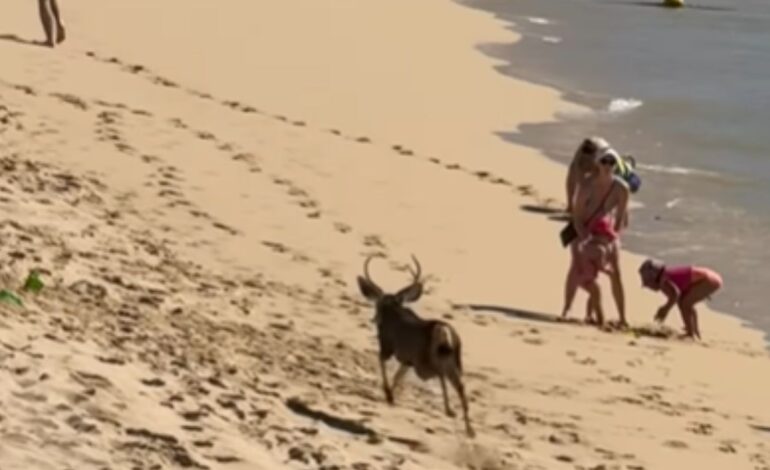 Venado