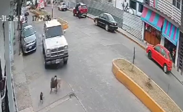 Video Automovilista arrolla a perrito a proposito en Jilotepec