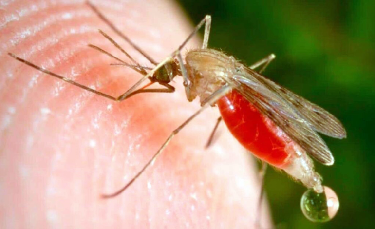 mosquito transmisor del paludismo