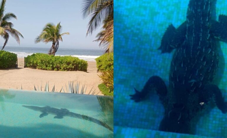 Cocodrilo en Zihuatanejo