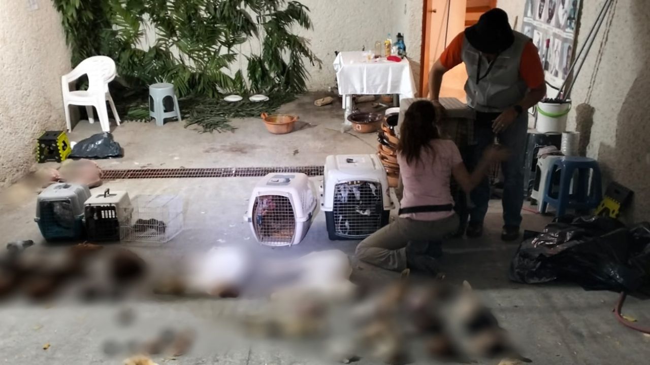 Aseguran casa de santería donde practicaban sacrificios de animales en Naucalpan