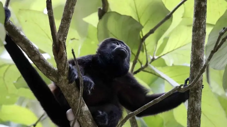 monos aulladores chiapas tabasco semarnat