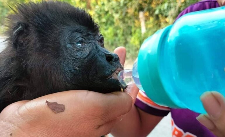semarnat implementa rescate de monos en tabasco y chiapas por ola de calor