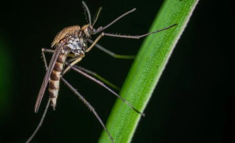 Con “Mosquitos Buenos” combaten dengue, zika y chikungunya en Yucatán