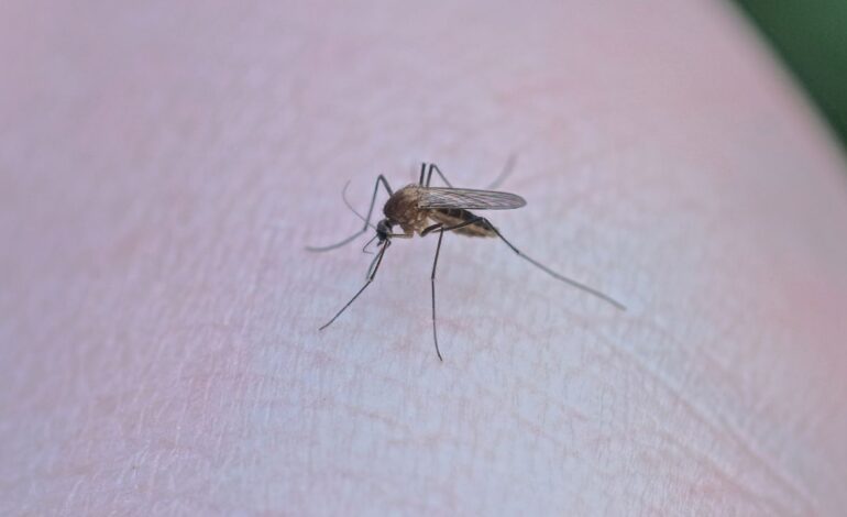 en las ultimas tres semanas crecen 128 casos de dengue en edomex