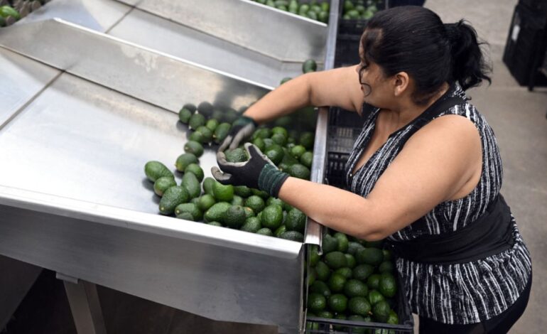 hoy se normalizan exportaciones de aguacates y mangos a eua amlo