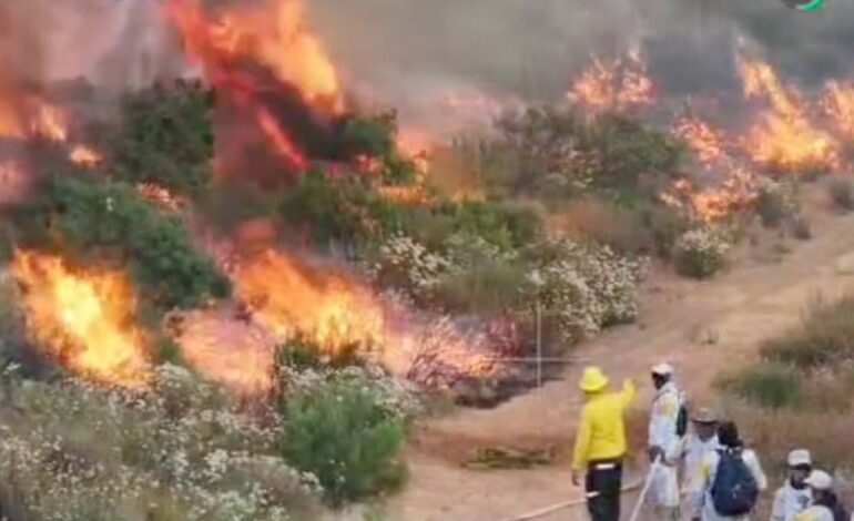 incendio valle de guadalupe baja california afecta mas de 800 hectareas