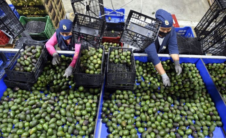 suspension de aguacate michoacano por eua es una medida unilateral afirma amlo