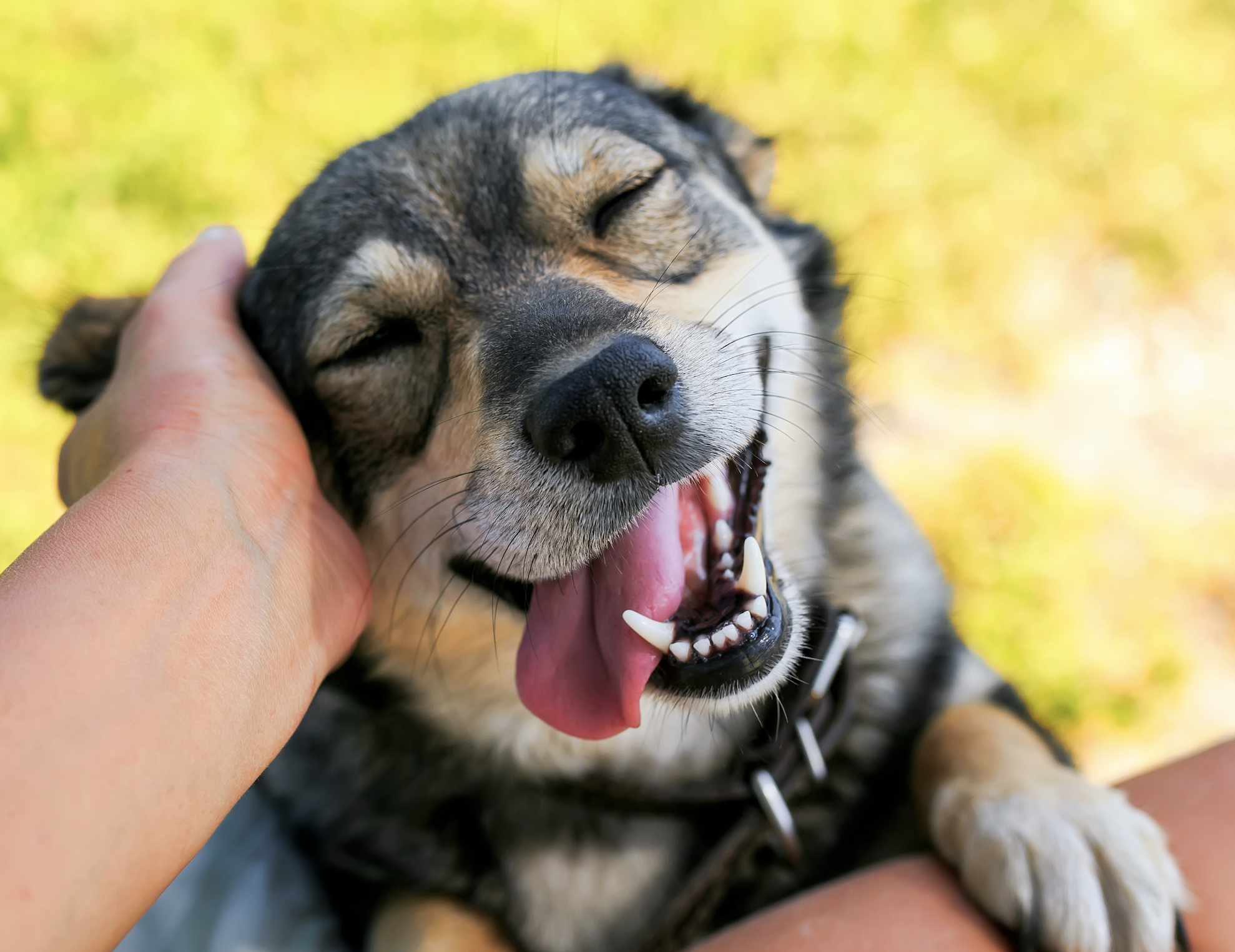 Día Mundial del Perro: 3 Datos a Tomar en Cuenta en la Hidratación de Nuestras Mascotas