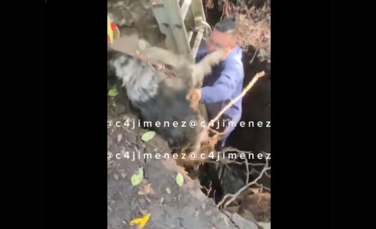 policia rescata a perrito