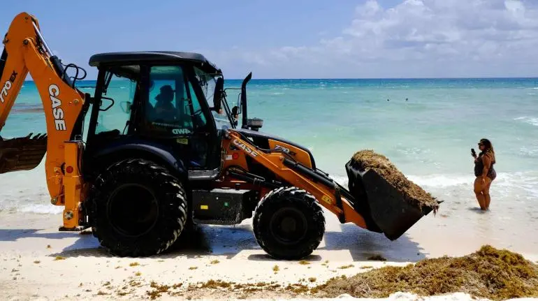 sargazo playas amlo semar