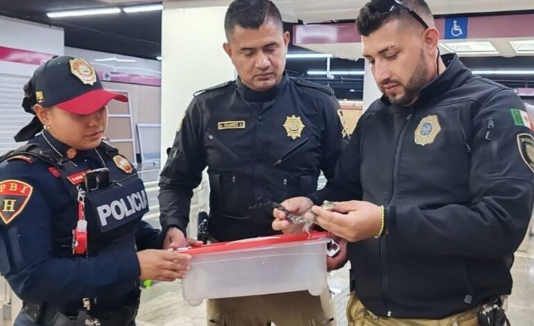 Valoran a dos bebés cocodrilos encontrados en el Metro de la CDMX