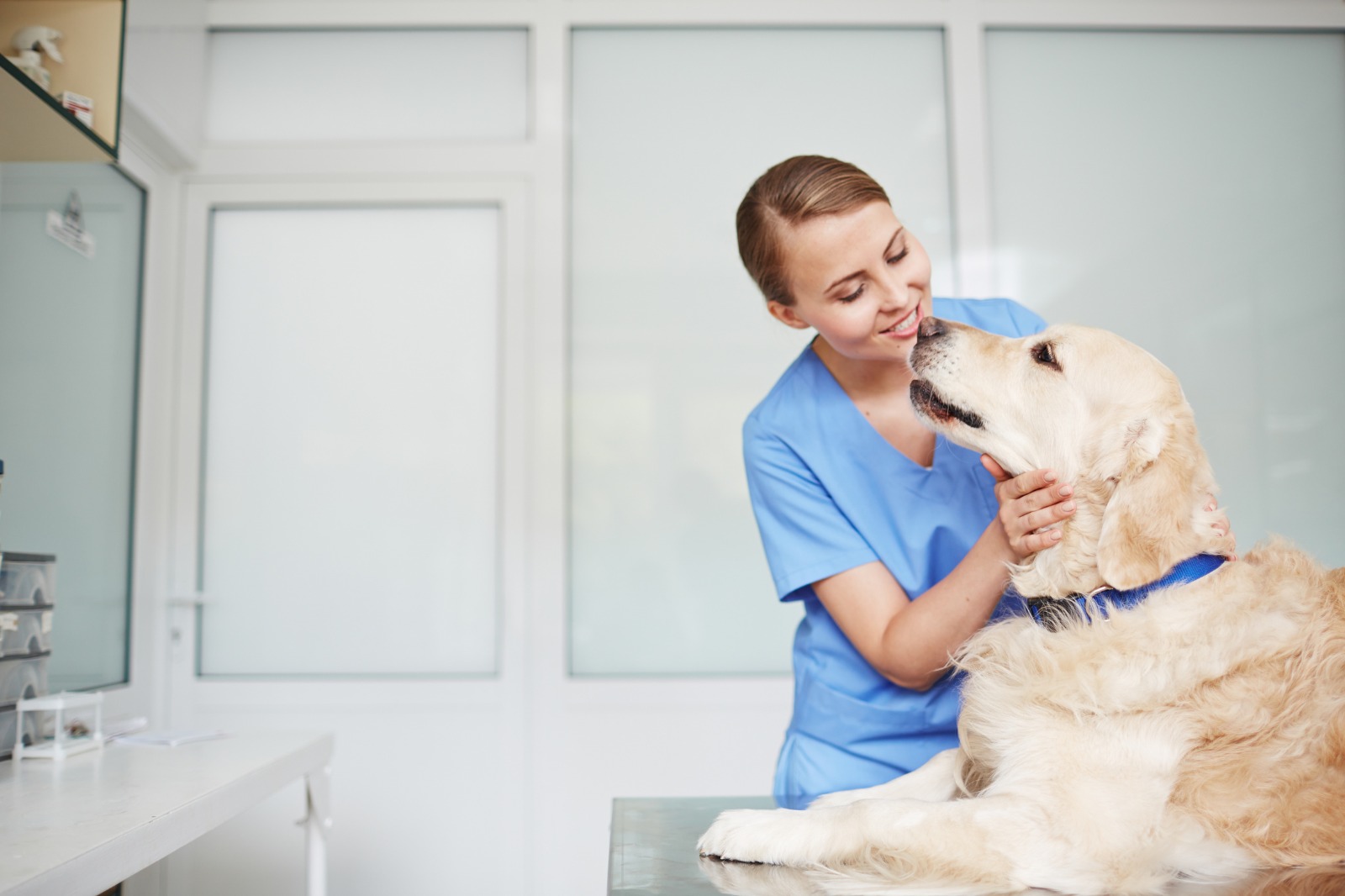 ¿Ya vacunaste a tu perro contra la rabia? La importancia de vacunarlo anualmente