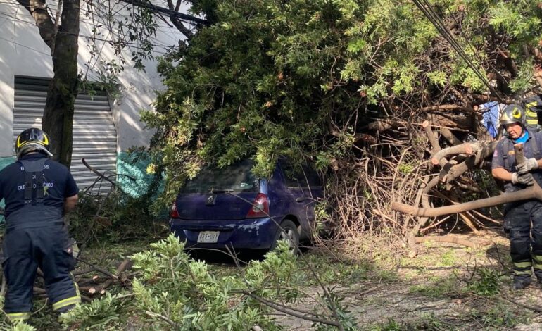 Cae árbol sobre dos autos estacionados en Azcapotzalco