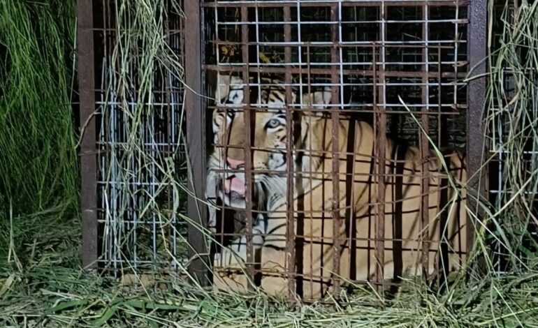 tigre zoologico Reynosa