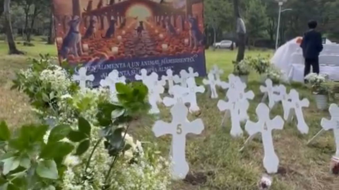 Colocan ofrenda para perritos asesinados en el Bosque de Nativitas, Xochimilco