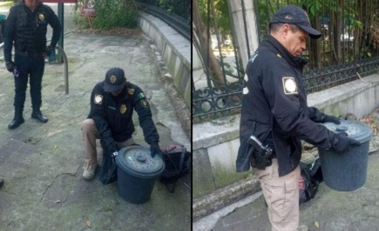 resguardan a serpiente de cascabel