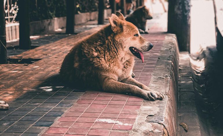 perros y gatos 9