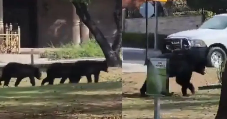 video captan a osa y sus tres oseznos paseando en calles de nuevo leon