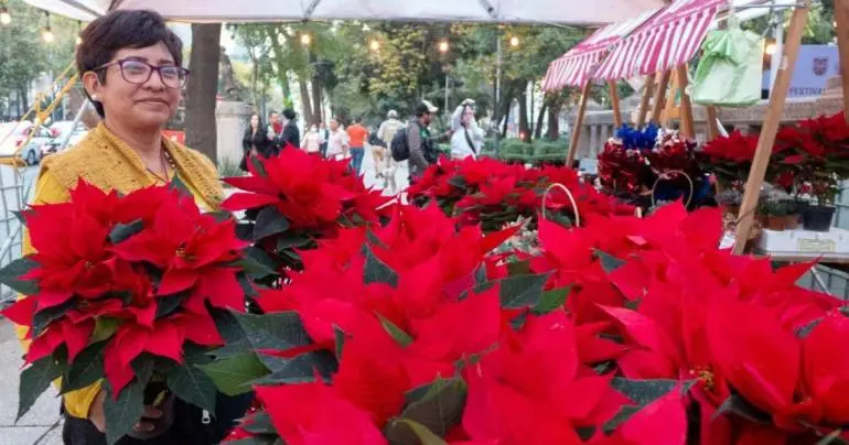 venta de nochebuenas paseo de la reforma