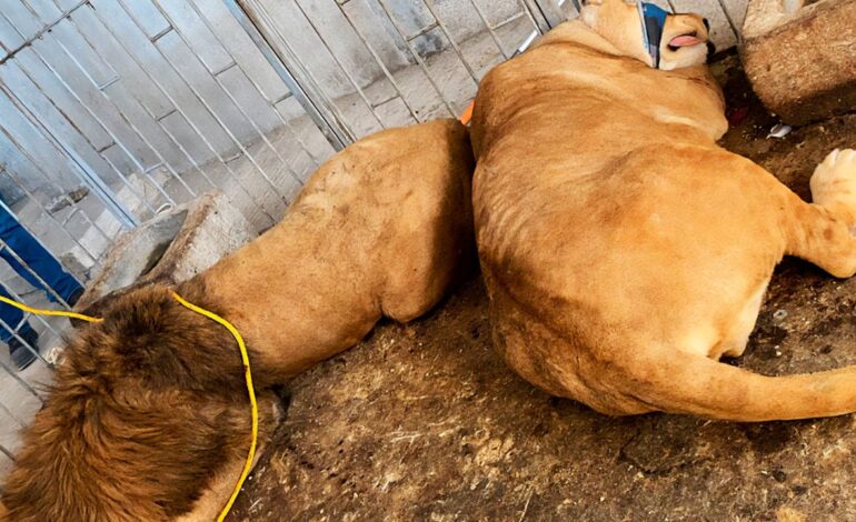 Trasladan a zoológico a pareja de leones africanos rescatados en Puebla