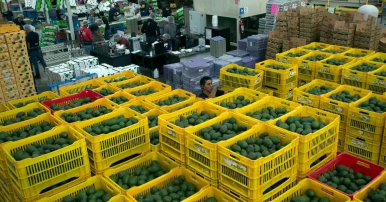 Aguacateros confían en seguir con exportaciones a EU