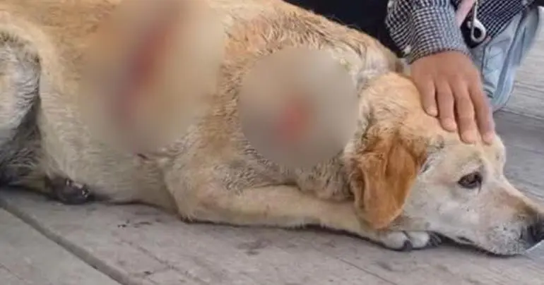 atacan a machetazos a perrita gordita en cuatlancingo puebla