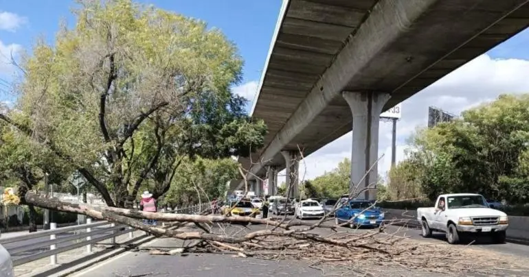 cae arbol periferico sur