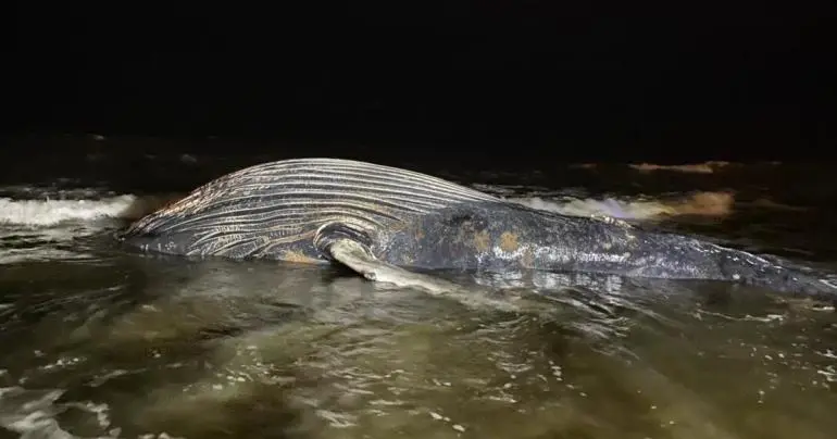 hallan ballena muerta en playas de mazatlan se desconocen las causas de su muerte