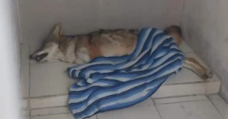 rescatan a un coyote que vivia en la azotea de una casa en cuautitlan