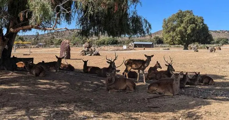 reserva en hidalgo permite interaccion directa con mas de 800 animales
