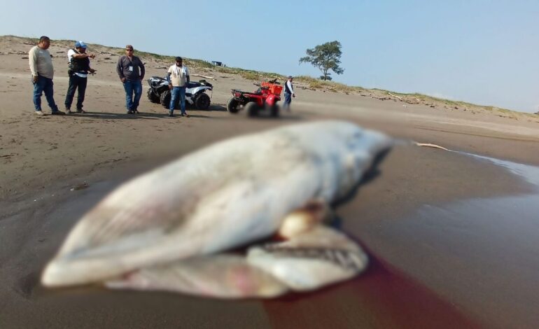 Hallan ballena muerta en Nautla, Veracruz: investigan causas y riesgo ambiental