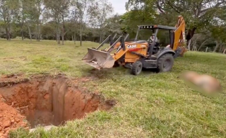 alerta miles de reses mueren en huimanguillo tabasco tras consumir alimento contaminado ganaderos en crisis